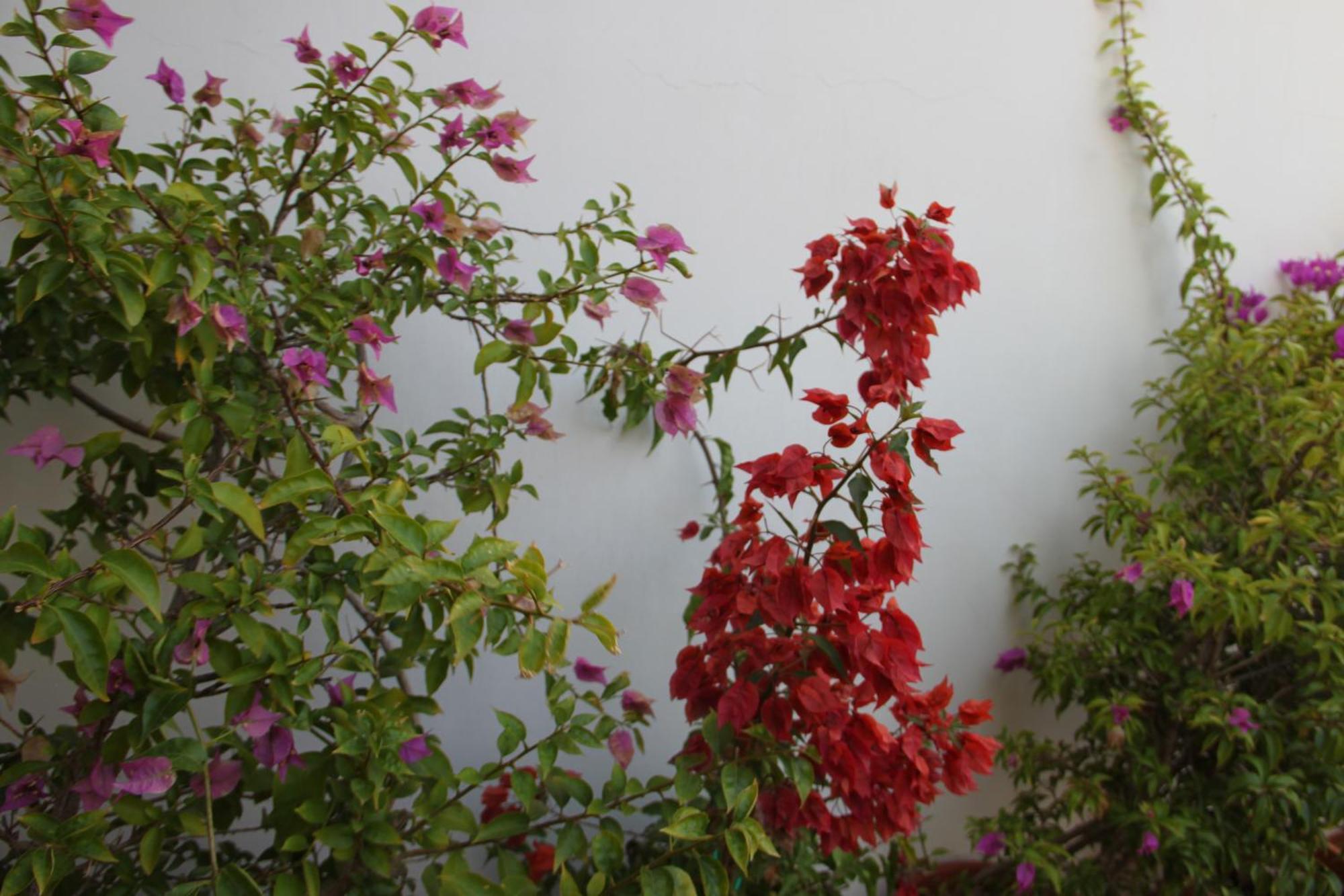 B&B Le Terrazze Lama Balice Bitonto Exterior foto